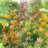 Lilium Martagon Mixed