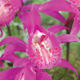 Pleione Tongariro