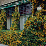 Pyracantha 'Golden Charmer' (9cm Pot)