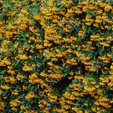 Pyracantha 'Golden Charmer' (9cm Pot)