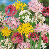 Allium Small Flowered Mixed