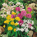 Allium Small Flowered Mixed