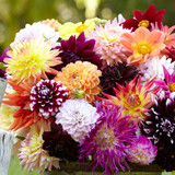 Dahlia Super All Types Mix