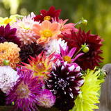 Dahlia Super All Types Mix
