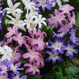 Chionodoxa luciliae 'Rose Queen'