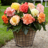 Begonia Samba Mixed