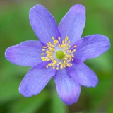 Anemone nemorosa 'Royal Blue'
