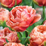 Tulip 'Copper Image'