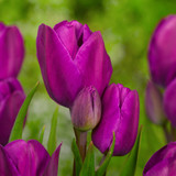 Tulip Purple Bouquet