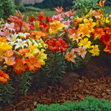 Short Stemmed Lilies Mixed