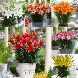 Short Stemmed Lilies Mixed