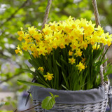 Narcissus 'Tete-a-Tete'