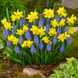 Narcissus 'Tete-a-Tete'
