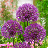 Allium 'Powder Puff' 10cm+