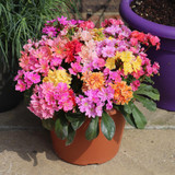 Lewisia cotyledon Mix