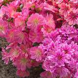 Lewisia cotyledon Mix