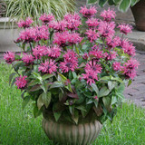 Monarda Flare Pink