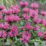 Monarda Flare Pink