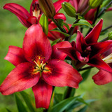Lilium Red Power
