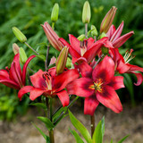 Lilium Red Power