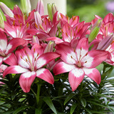 Lilium Perfect Joy 14/16