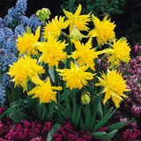 Narcissus 'Rip Van Winkle'