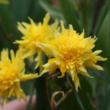 Narcissus 'Rip Van Winkle'