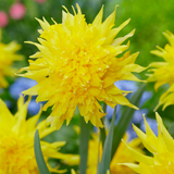 Narcissus 'Rip Van Winkle'
