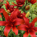 Lilium Red Twin