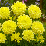 Dahlia 'Sun Lady'