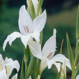 Gladioli nanus The Bride