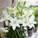 Lilium Sparkling Joy 14/16