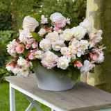 Begonia Splendide Ice Maiden