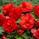 Begonia Mighty Mini Superba Red