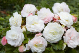 Begonia Mighty Mini White