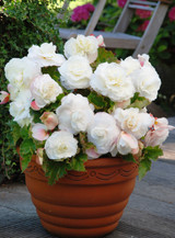 Begonia Mighty Mini Superba White