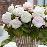 Begonia Mighty Mini White