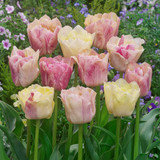 Tulip Silk Road
