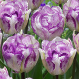 Tulip Shirley Double