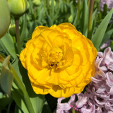 Tulip 'Yellow Pomponette'