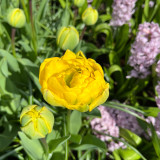 Tulip 'Yellow Pomponette'