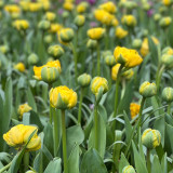 Tulip Yellow Pomponette