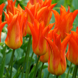 Tulip Flutes on Fire (Saver Sized Bulbs)
