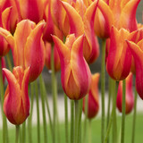 Tulip Flutes on Fire (Saver Sized Bulbs)