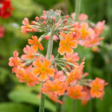 Primula Candelabra Bulleyana Orange