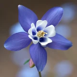 Aquilegia vulgaris 'Blue Star'