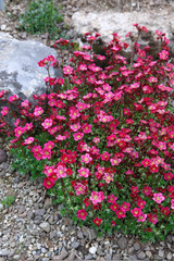 Saxifraga arendsii Blutenteppich Pink