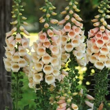 Digitalis Apricot Beauty