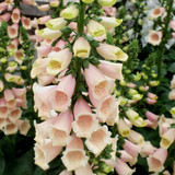 Digitalis Apricot Beauty