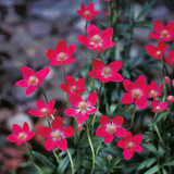 Anemone multifida 'Rubra'
